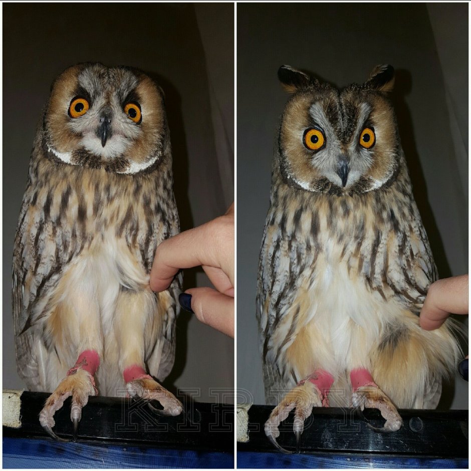 Ошейниковая совка Otus bakkamoena deserticolor