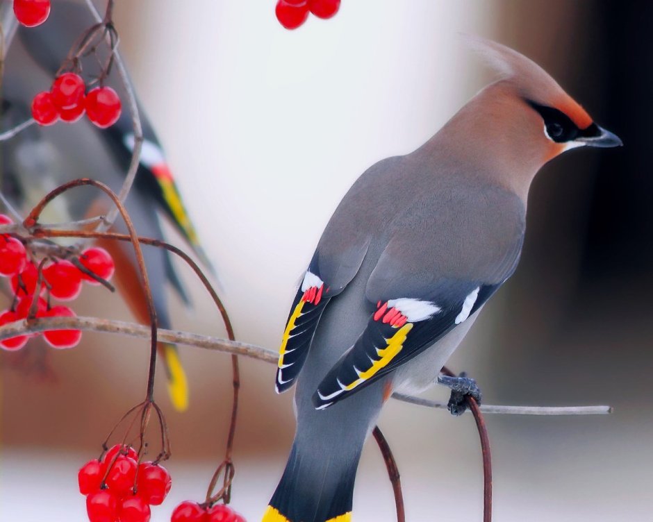 Bohemian Waxwing птица