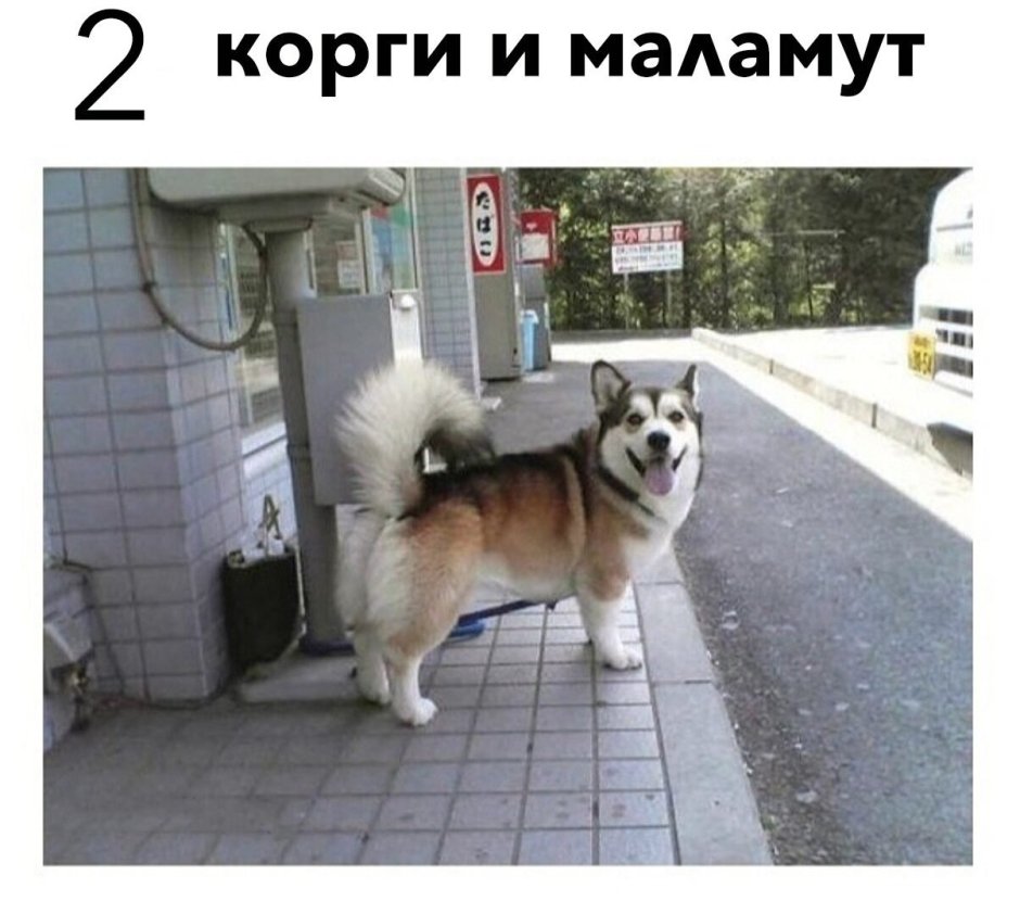 Метис корги и хаски