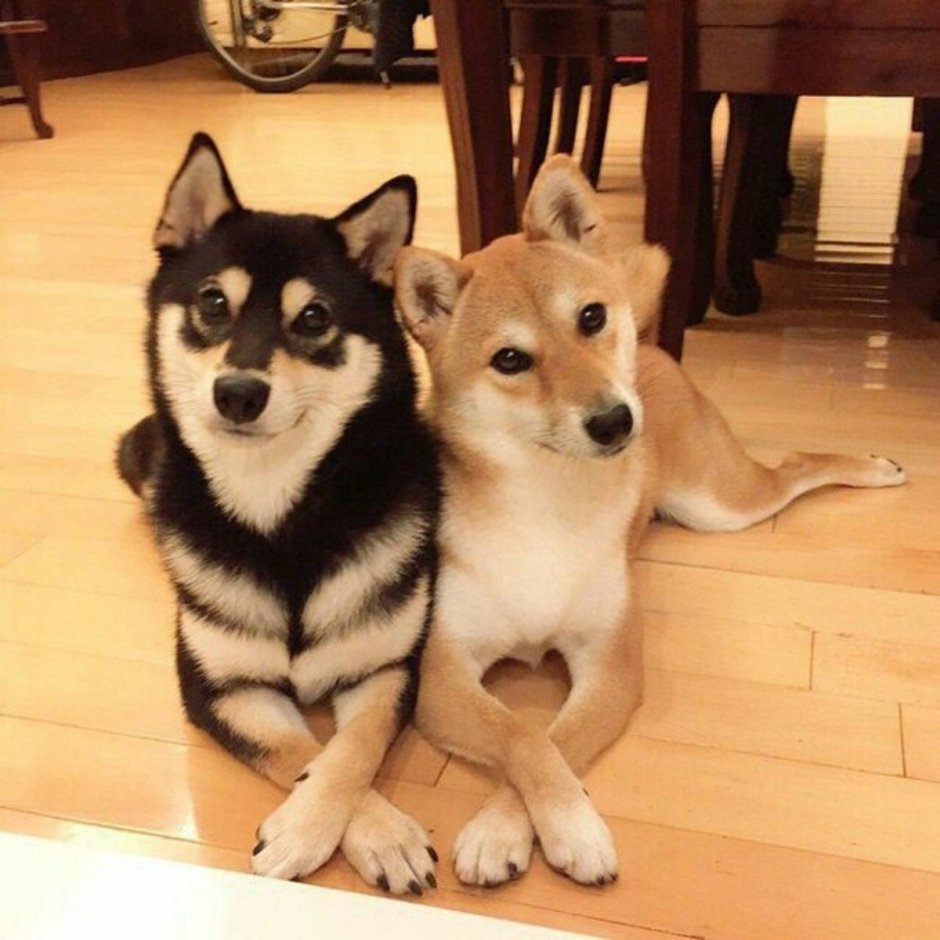 Маламут и корги