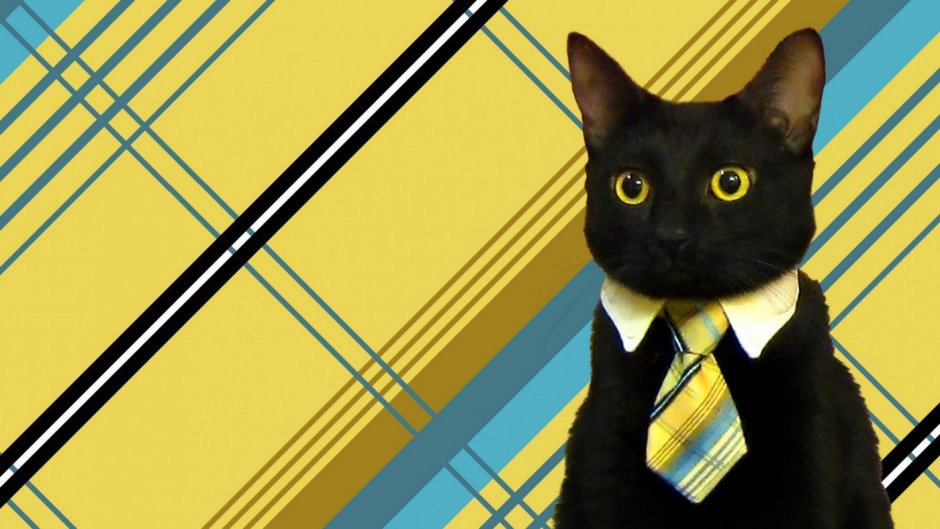 Котик в галстуке