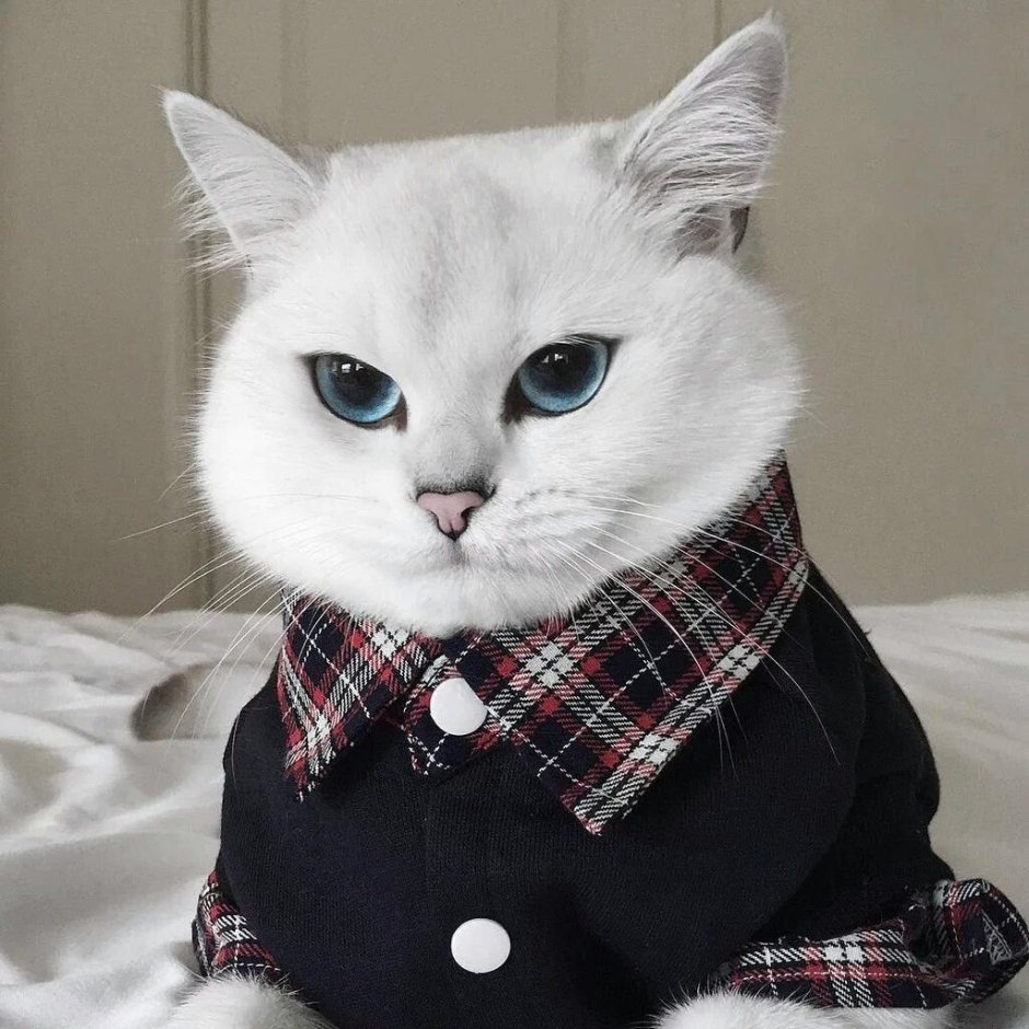 Кошка с бантиком