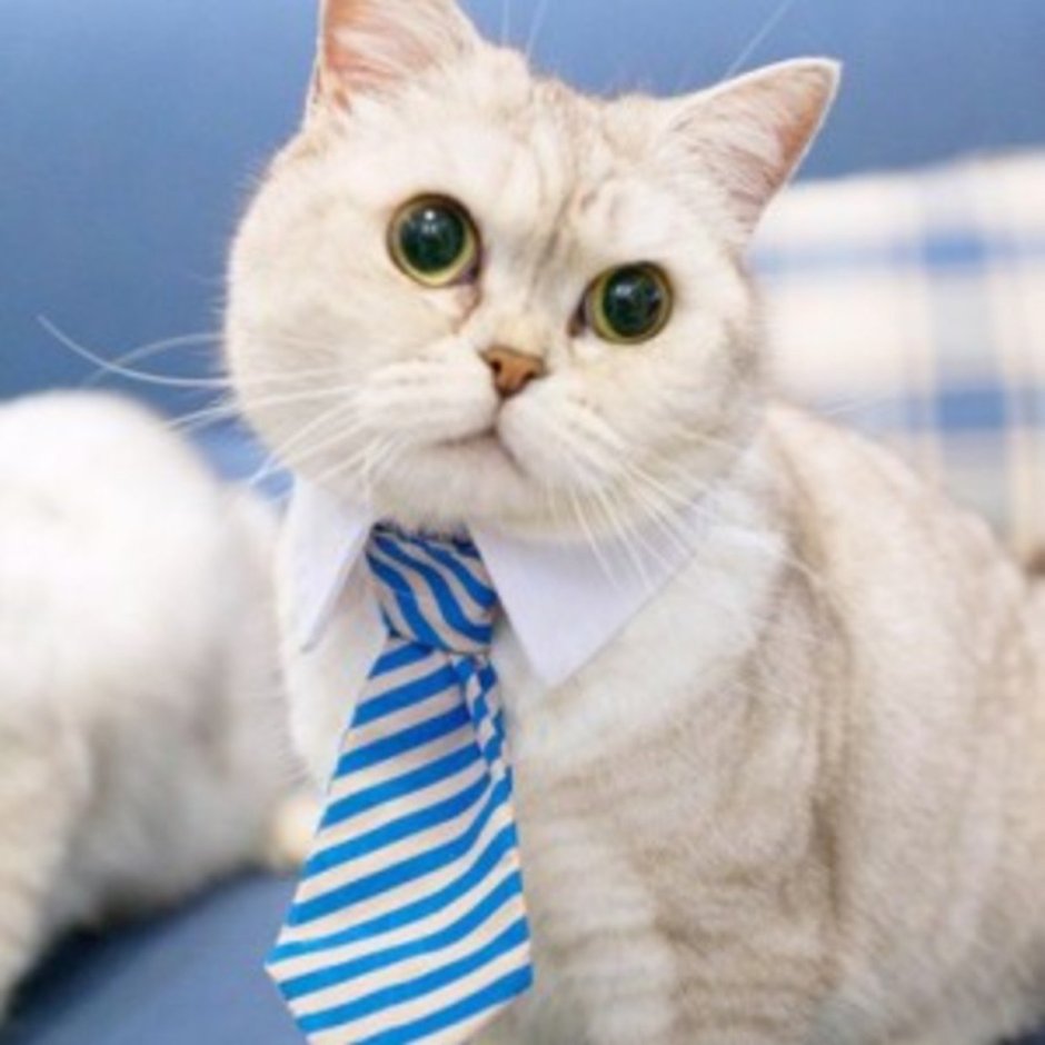 Деловой кот