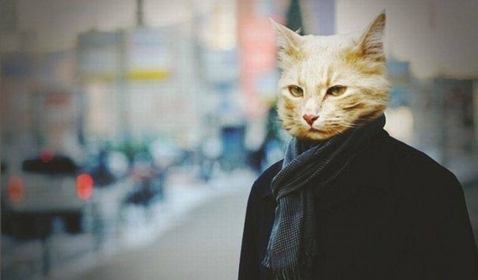 Кот в шляпе