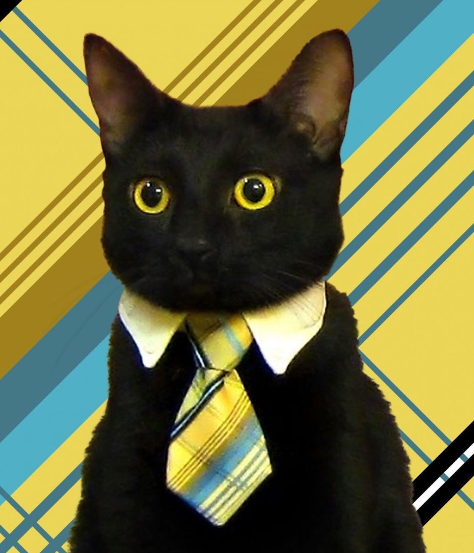 Котик в галстуке