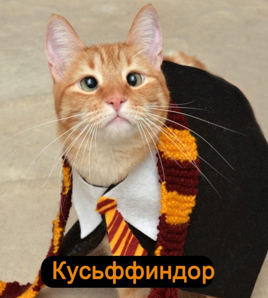 Деловой котик