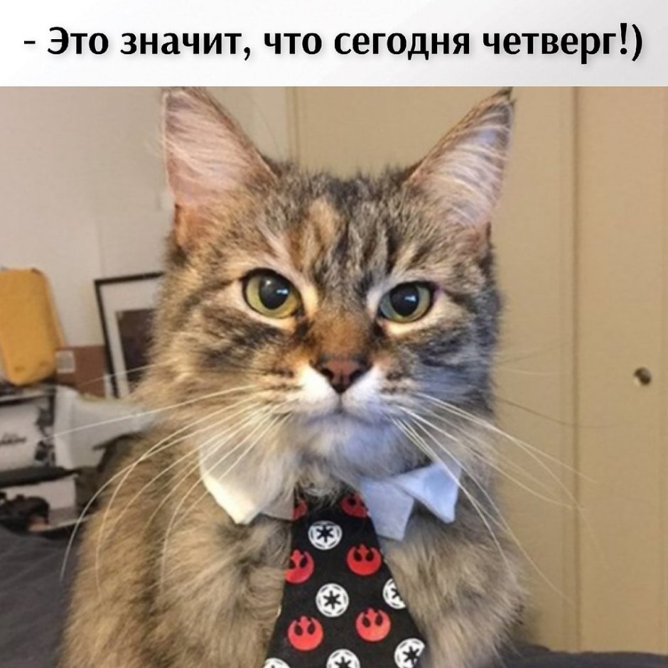 Кот в костюме