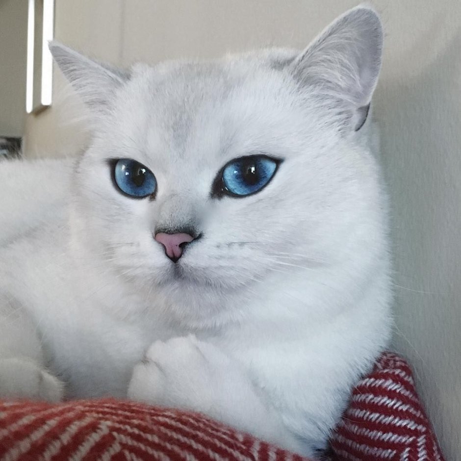 Chic Cat