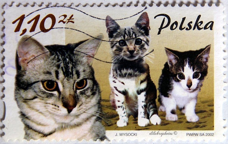 Польская кошка