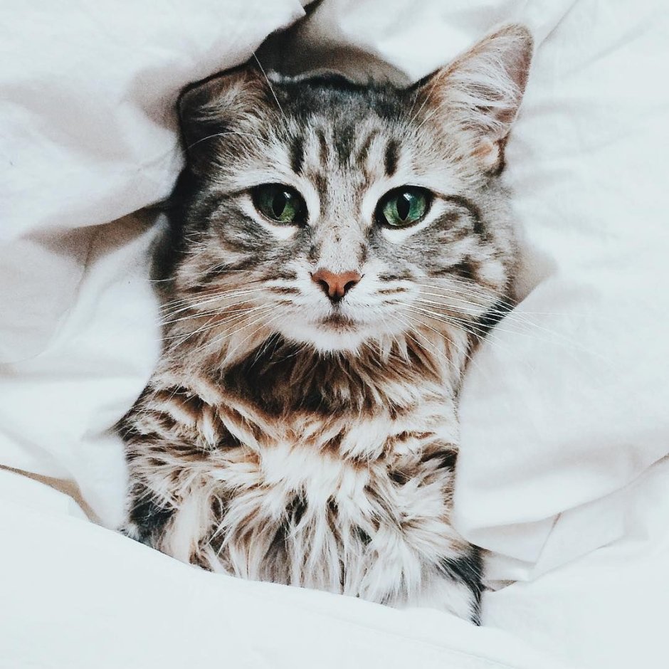 Кот из пинтереста
