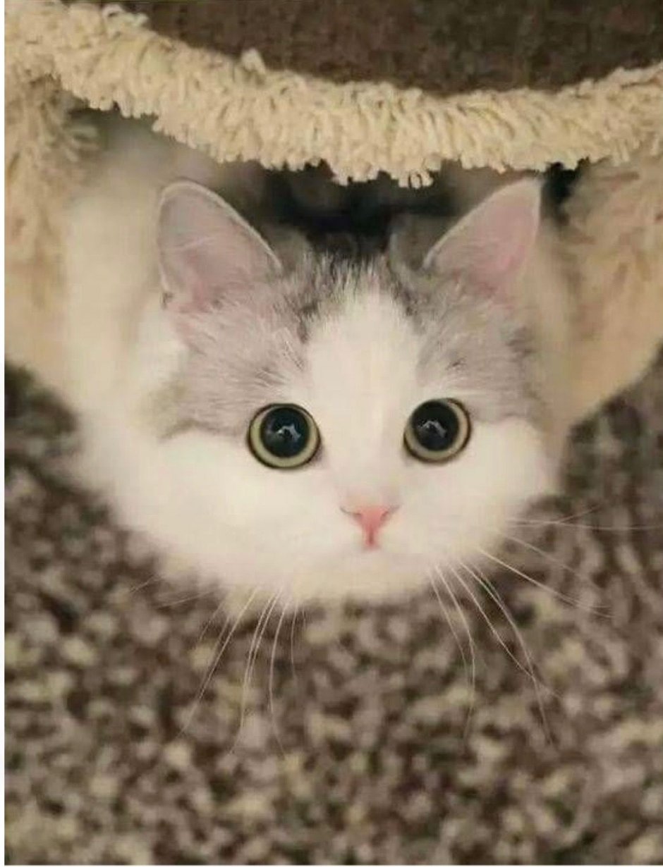 Эстетика кошек