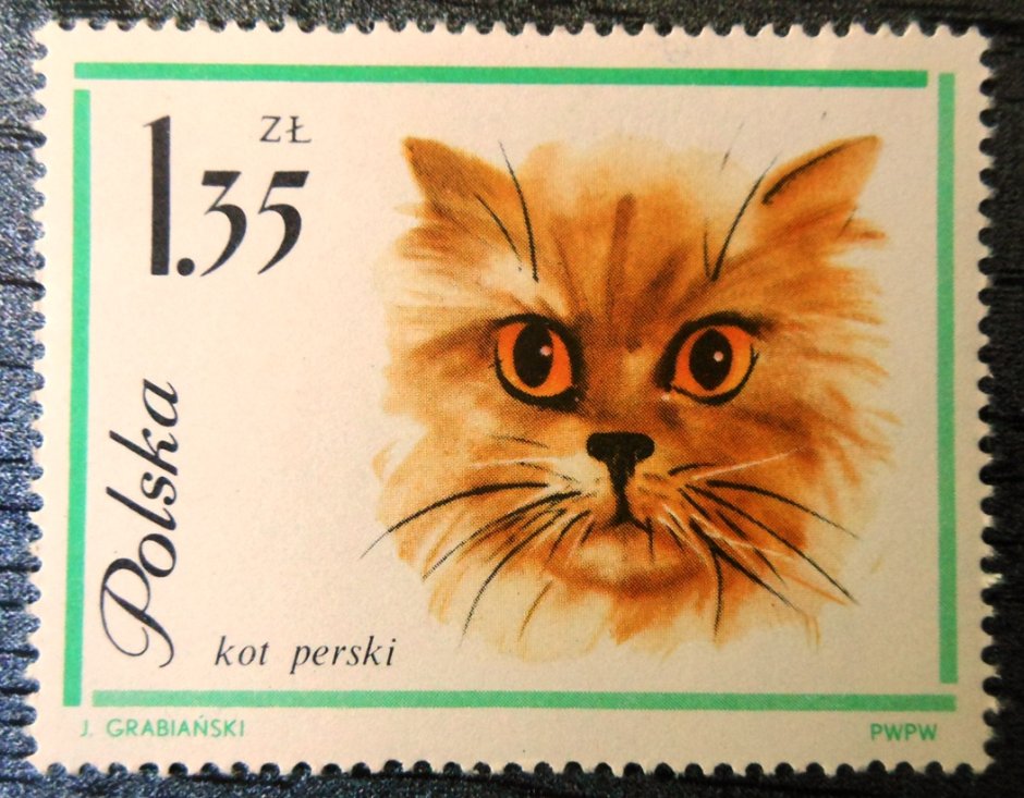Котик в шапке Эстетика