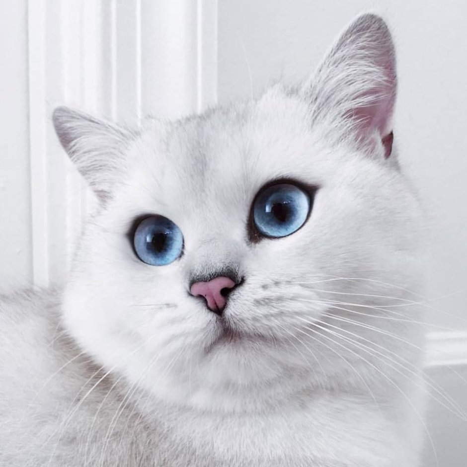 Giulialibard художница коты