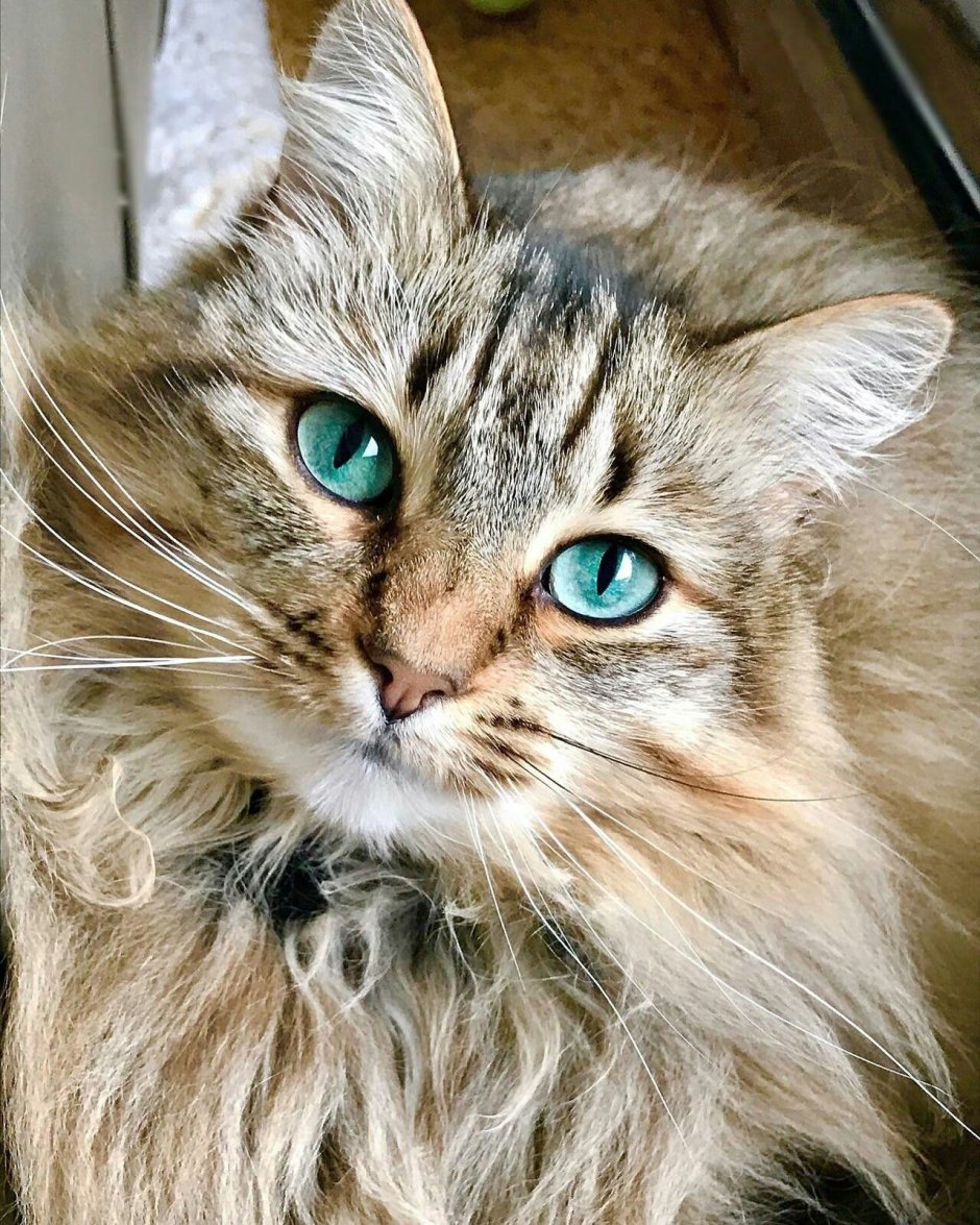Mofu Sand котики