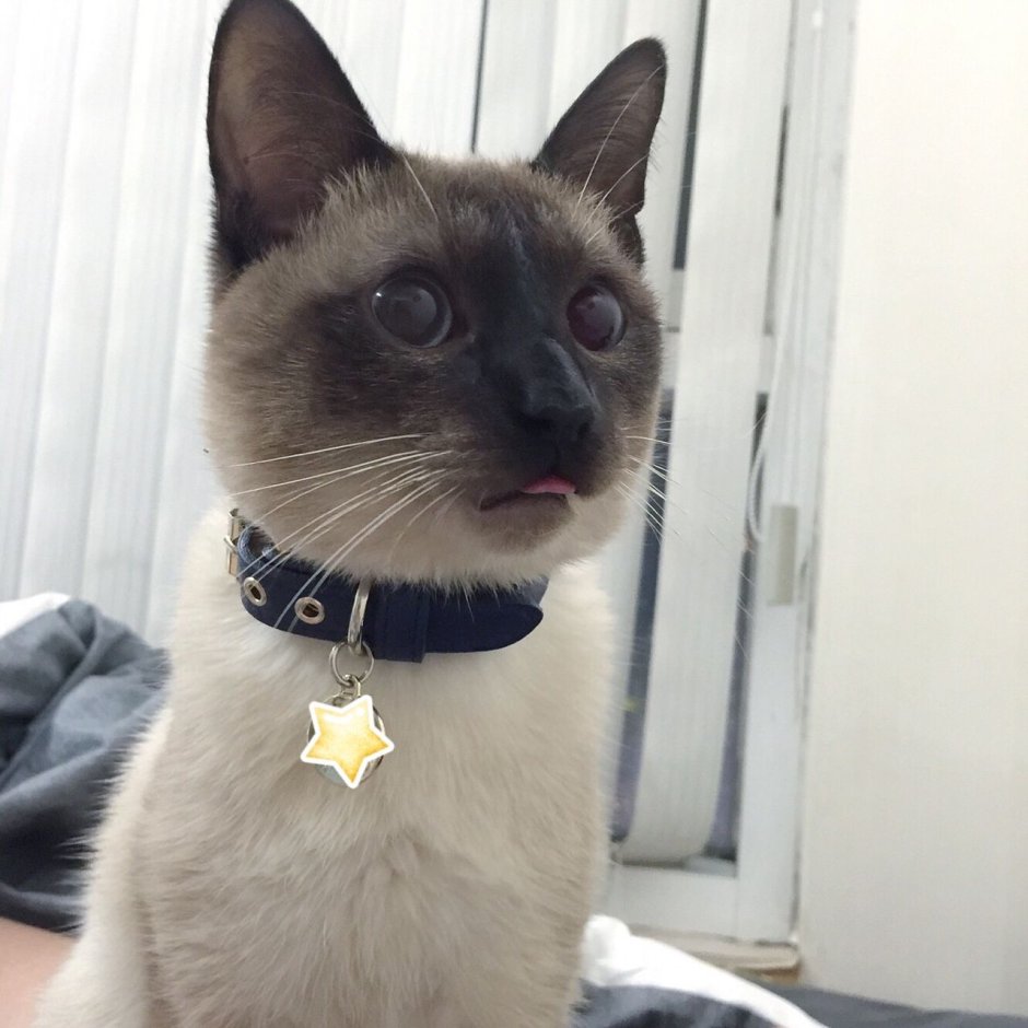 Кошка с заячьими ушами