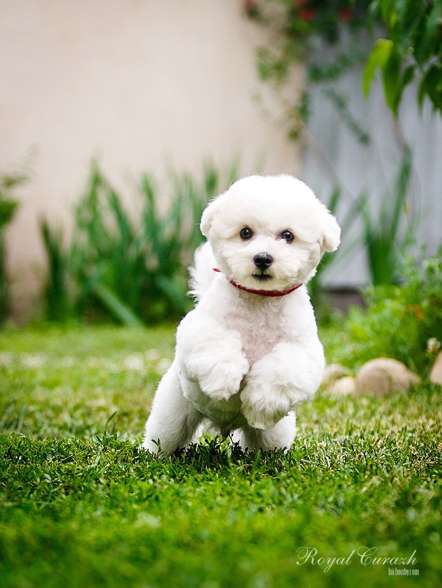 Бишон фризе