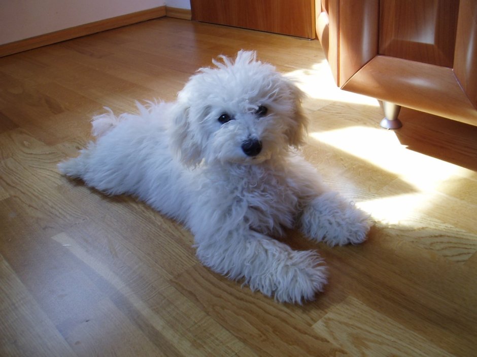 Бишон фризе белый щенок