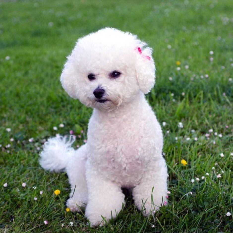 Серая болонка собака кудрявая