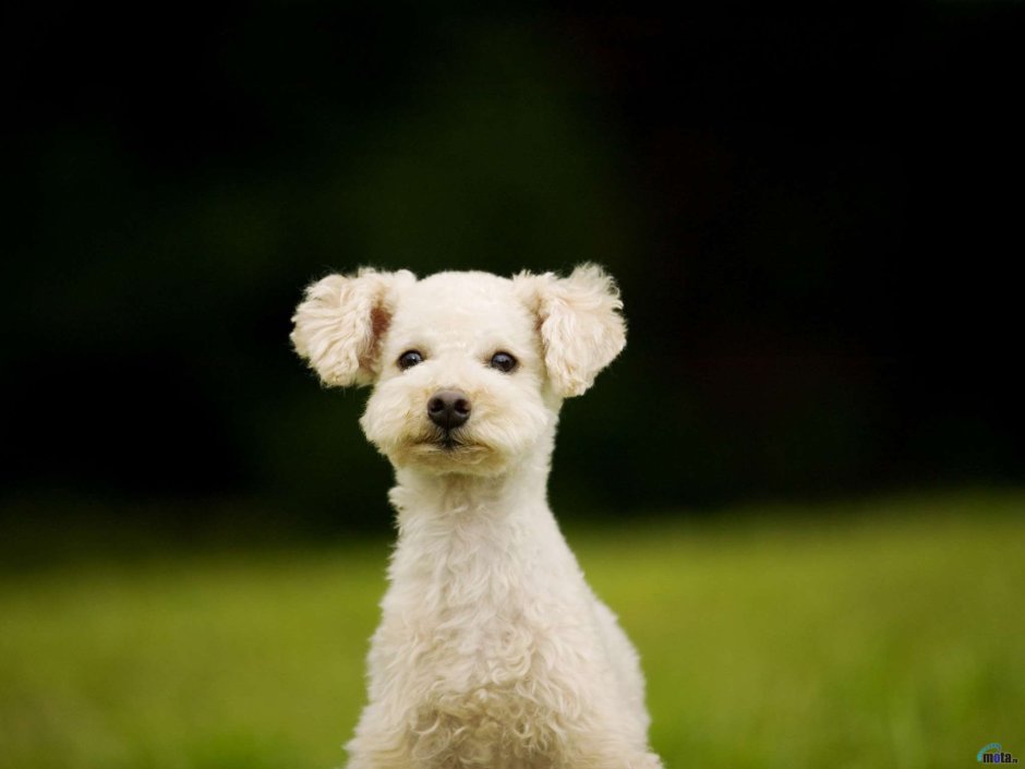 Маленькая кудрявая собака