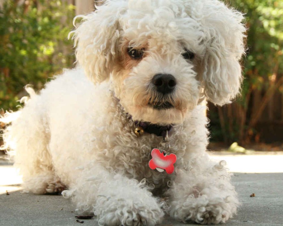 Бишон фризе глазки