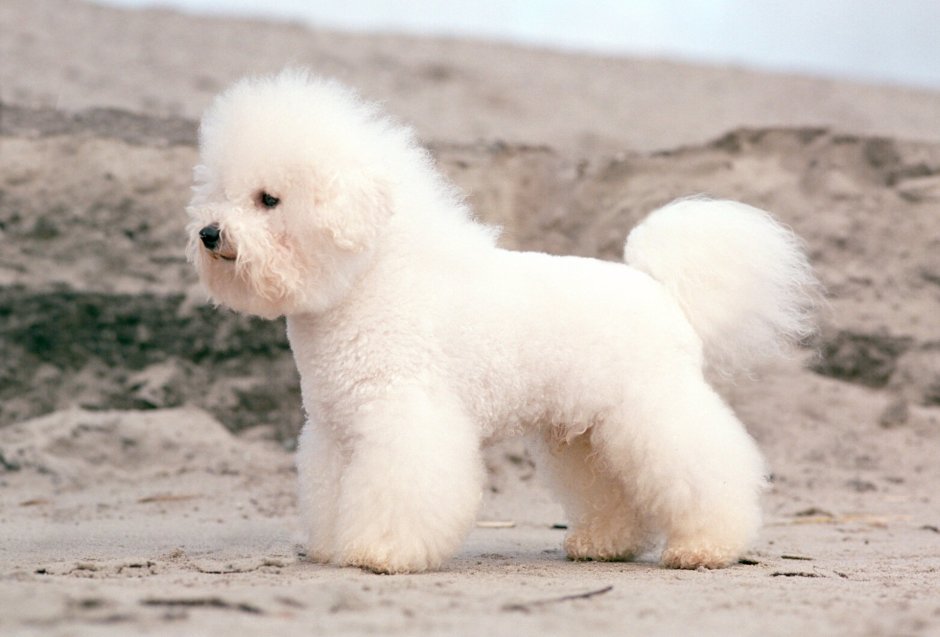 Голландский Бишон