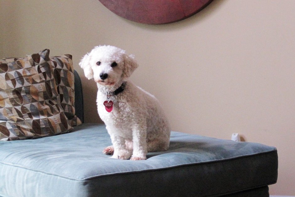 Порода Бишон фризе