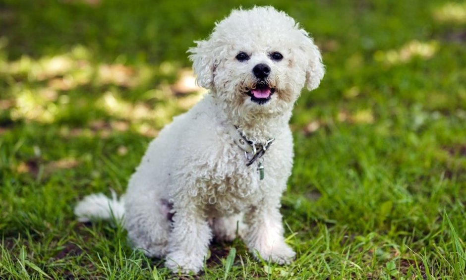 Бишон фризе мальтипу