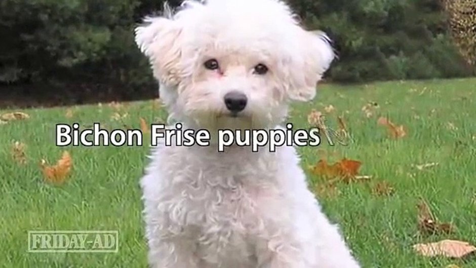 Бишон фризе рыжий