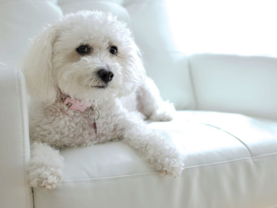 Бишон длиношерстныйтерьер