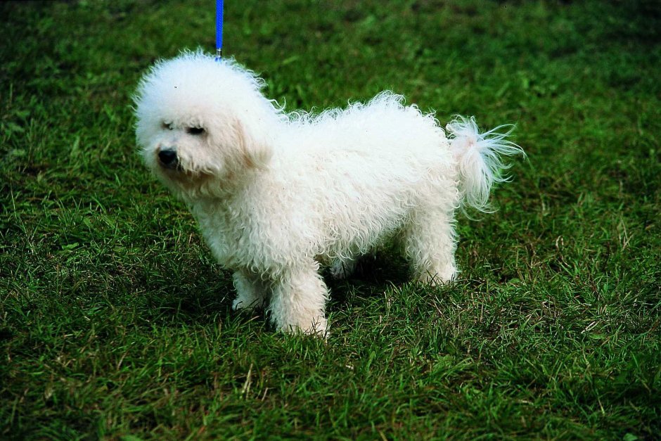 Лабрадудель белый