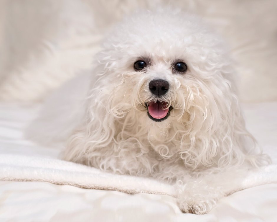 Французская болонка Бишон фризе