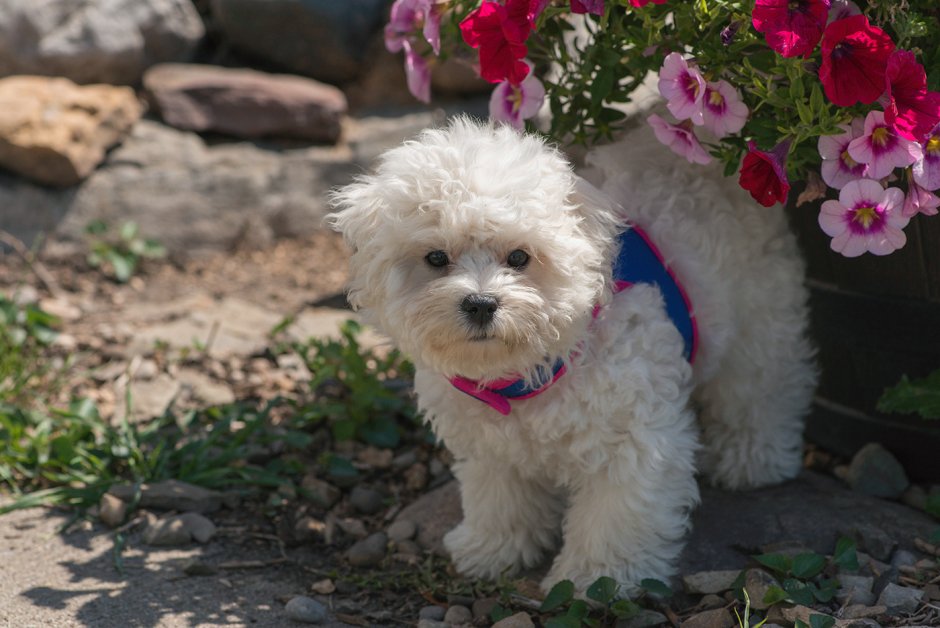 Бишон фризе мальтипу