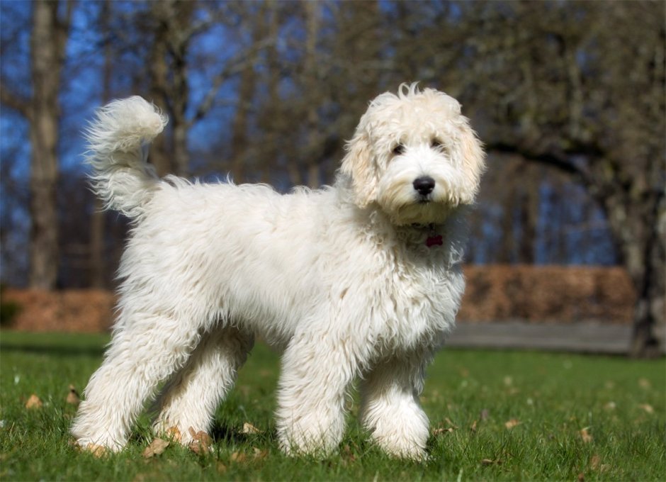 Болонка кудрявая белая беспородная