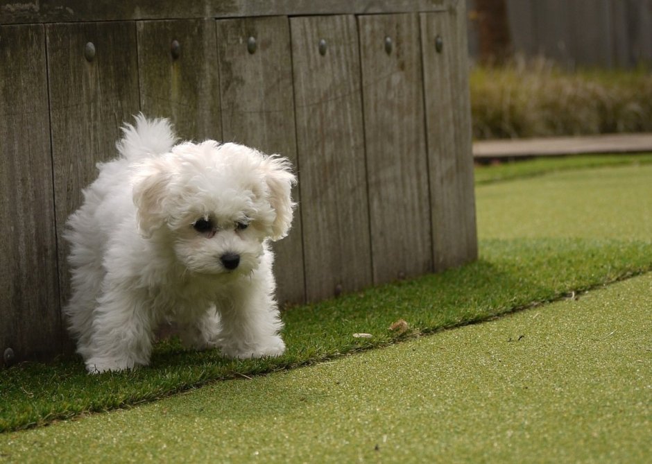 Бишон фризе мальтипу