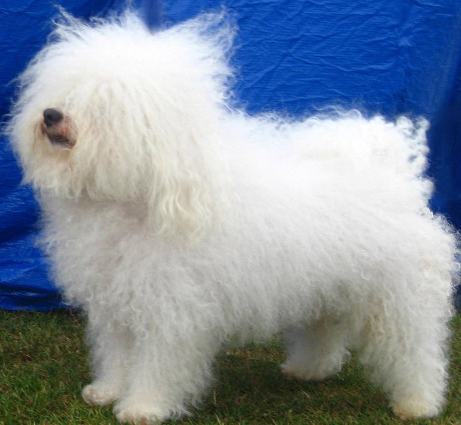 Карликовый пудель мартипу