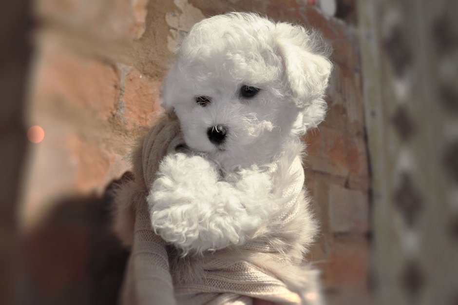 Бишон и мальтипу