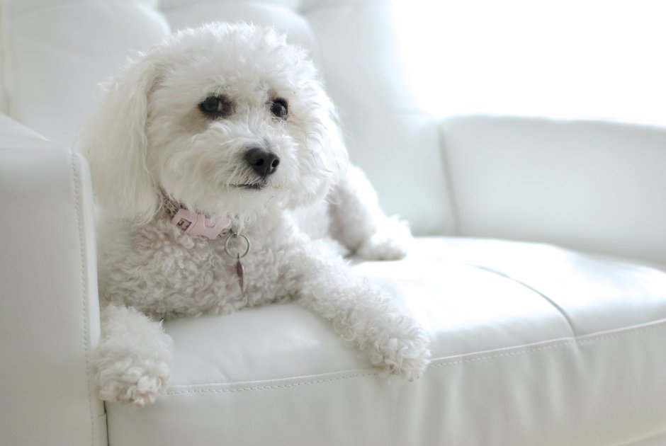 Болонка Бишон фризе