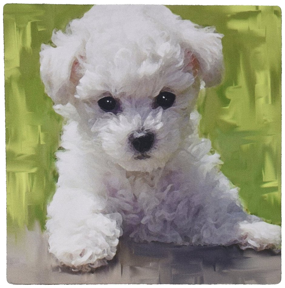 Бишон терьер