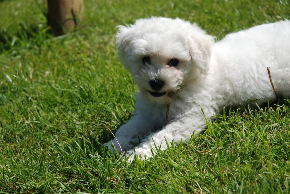 Бишон фризе, французская кудрявая болонка