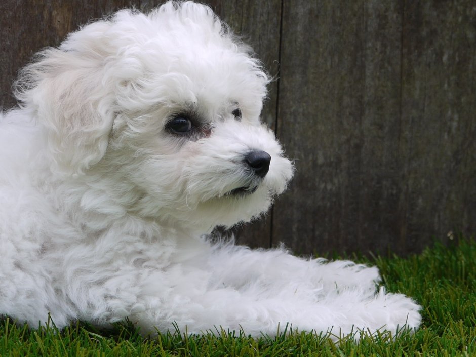 Пудель Арто