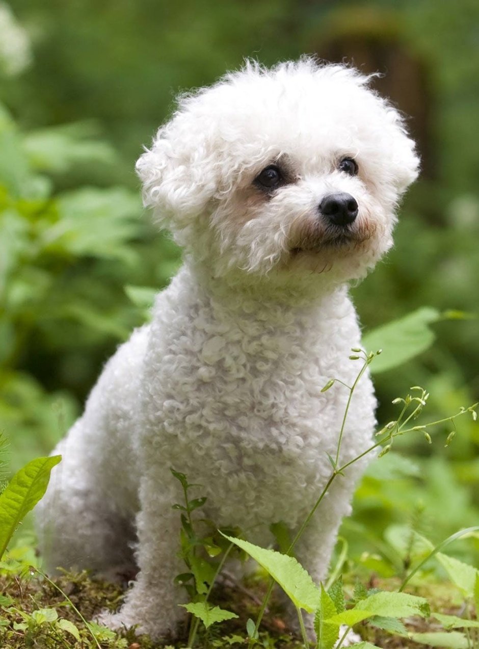 Маленькая белая кудрявая собачка вислоухая