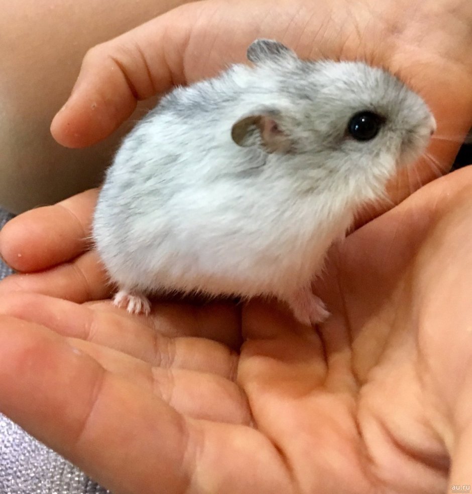Карликовый хомяк джунгарский