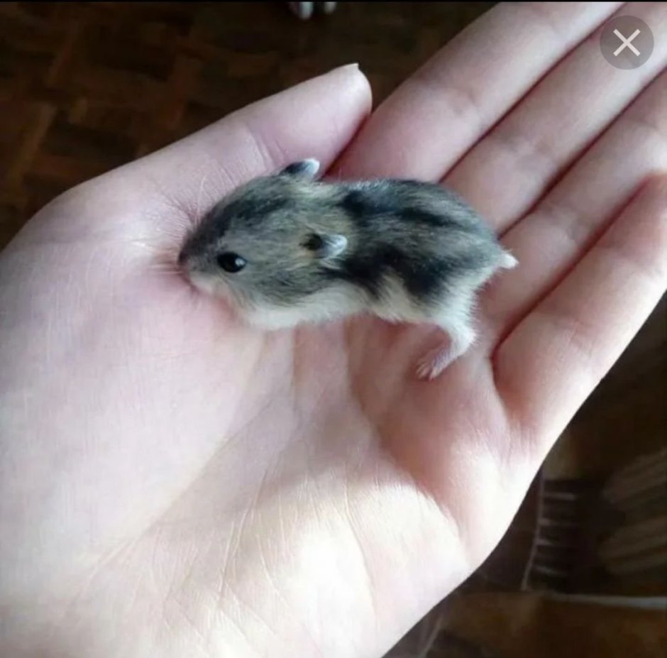 Хомячки джунгарики