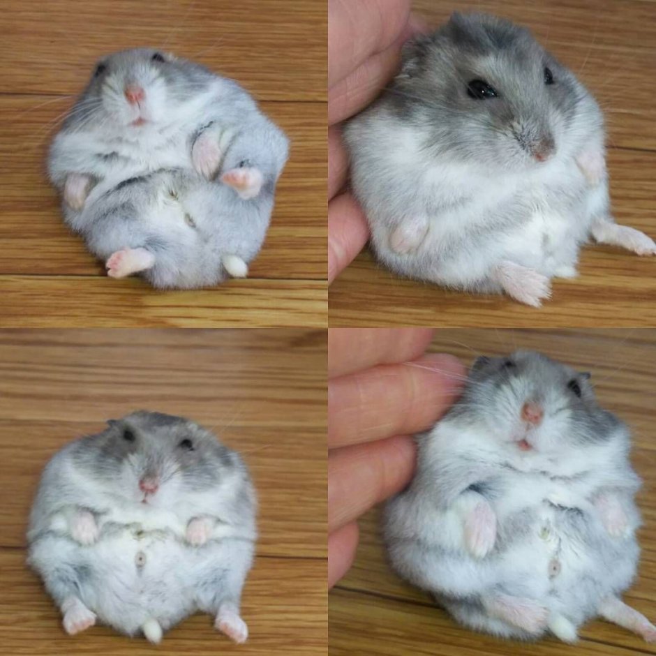 Джунгарский хомячок