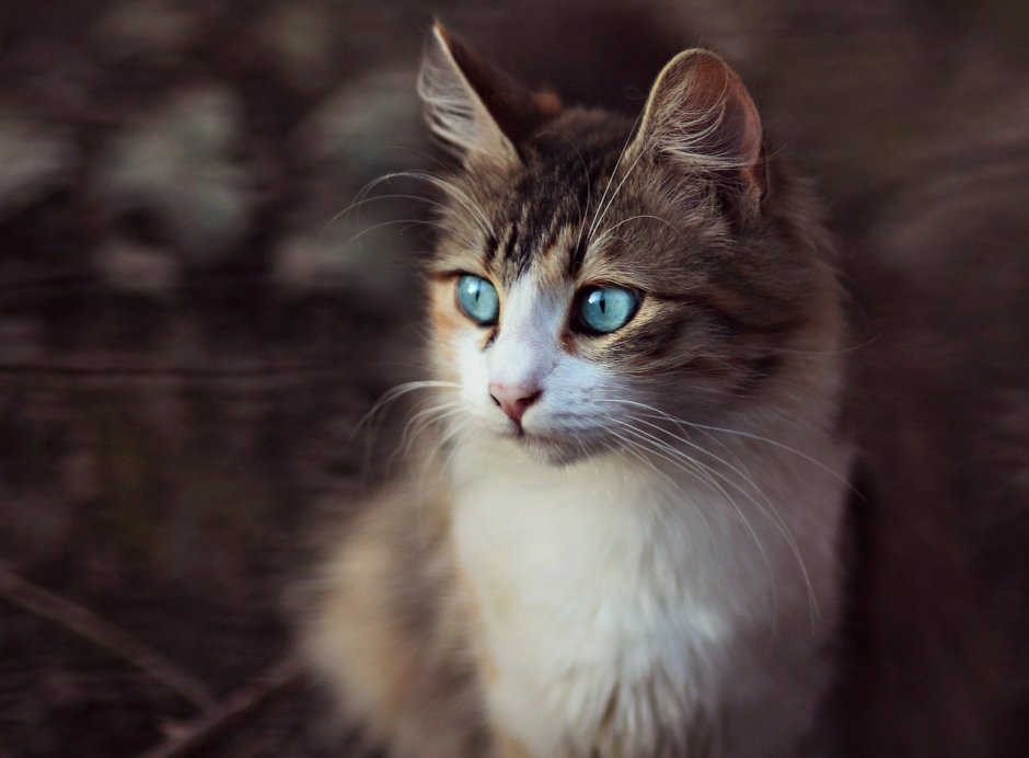 Коричневый кот с голубыми глазами