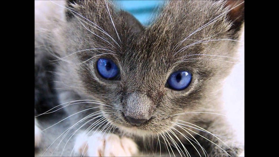 Серенький котенок с голубыми глазами