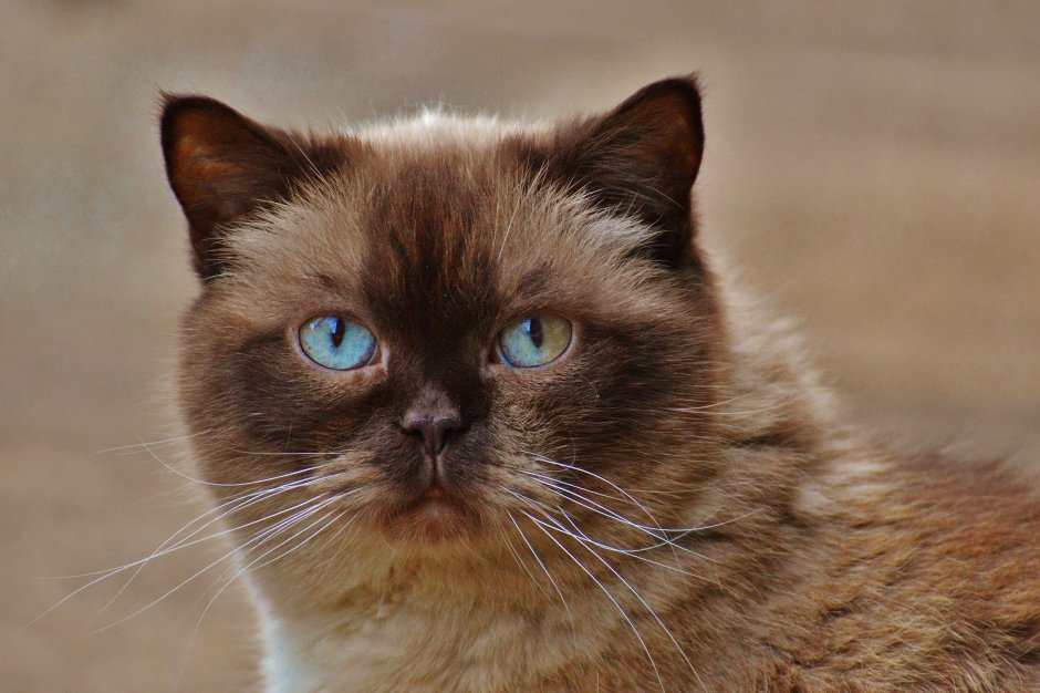 Коричневая бирманская кошка