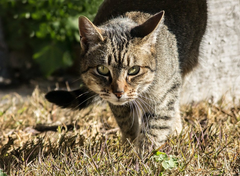 Дикие коты Австралии