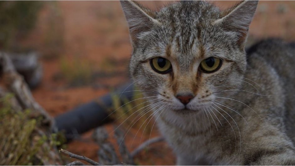 Андская Горная кошка