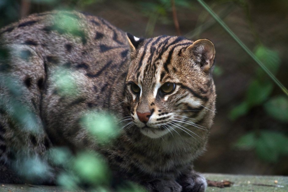Коты сервалы